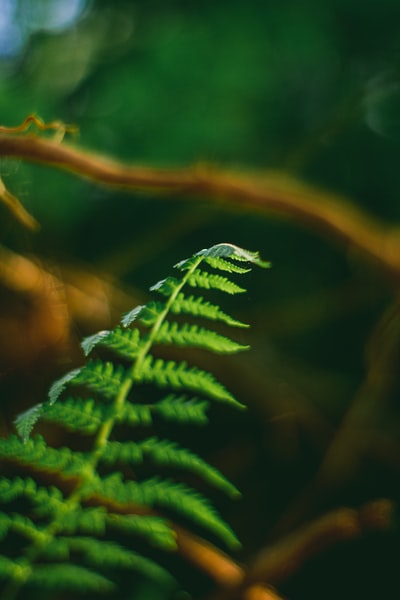 绿色蕨类植物近距离摄影
